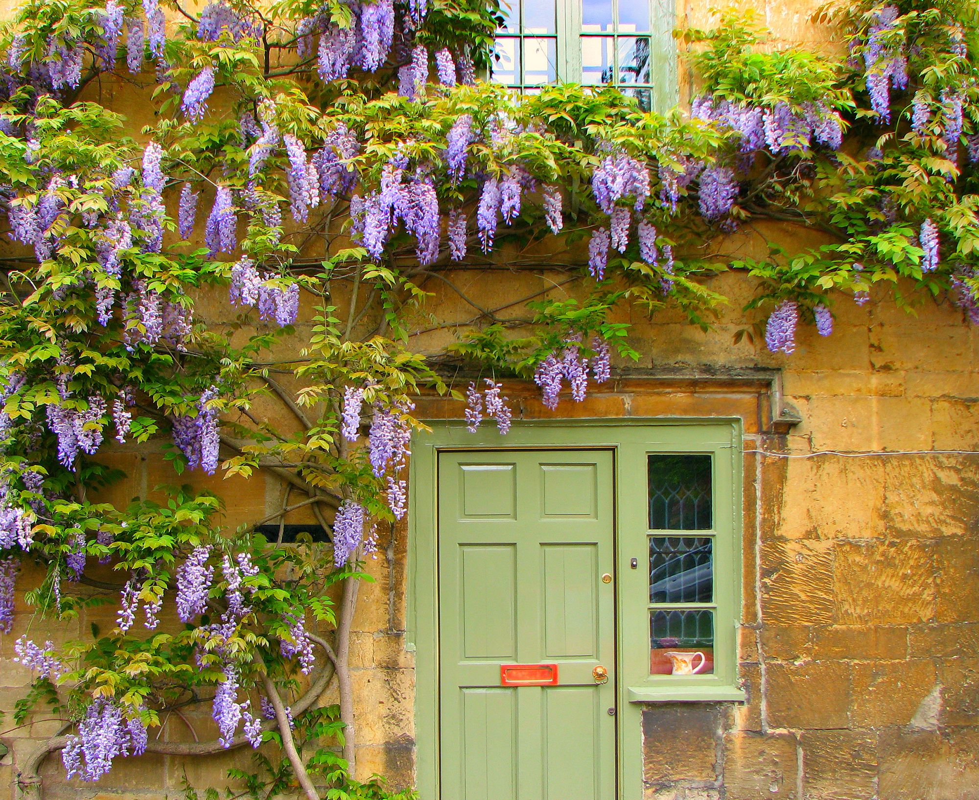 The UK’s 7 Best Climbing Plants for Shade 