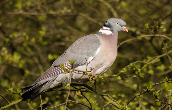 The Wood Pigeons