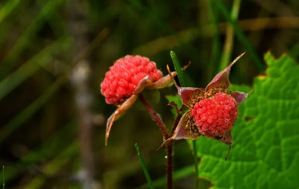 Thimbleberry