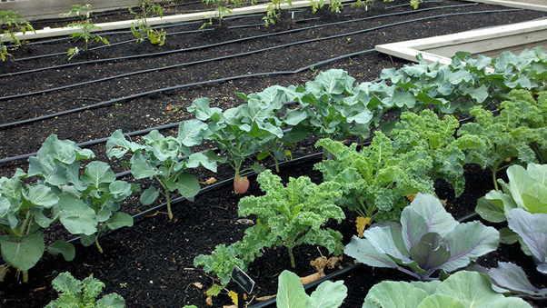 Thin Out Plants During Transplantation