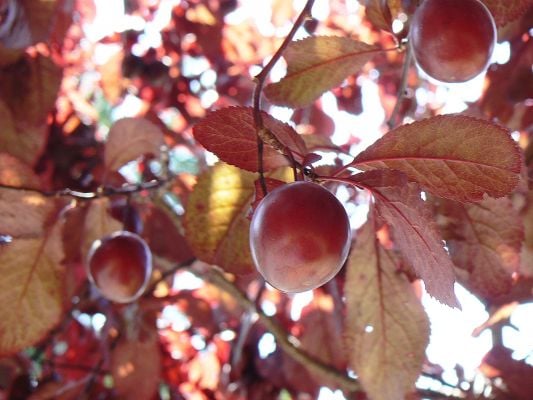 Thundercloud Plums