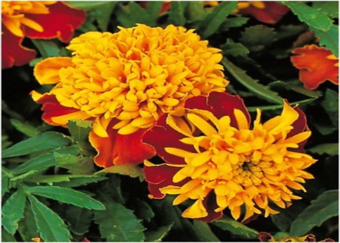 Tiger Eyes Marigold