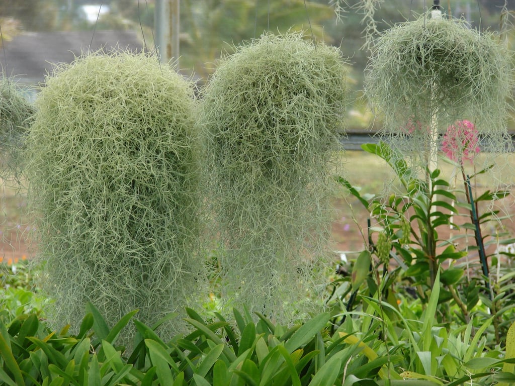 Use Spanish Moss with Houseplants 