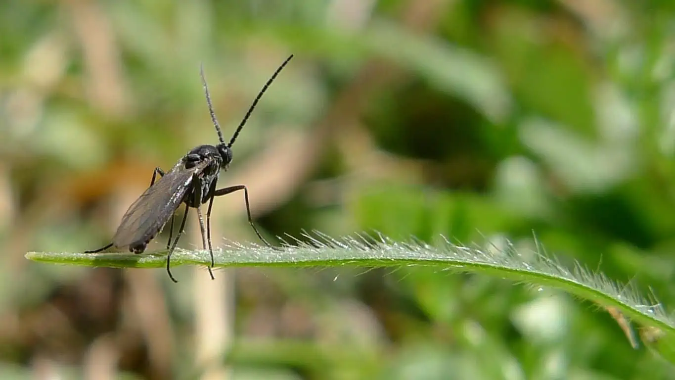 Tiny Flying Bugs that Like Damp Soil