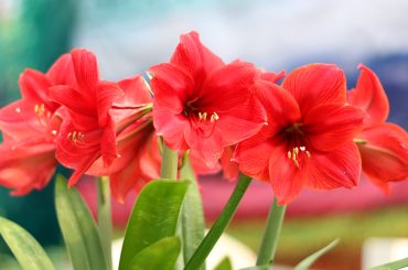 Tips For Growing Amaryllis In Containers