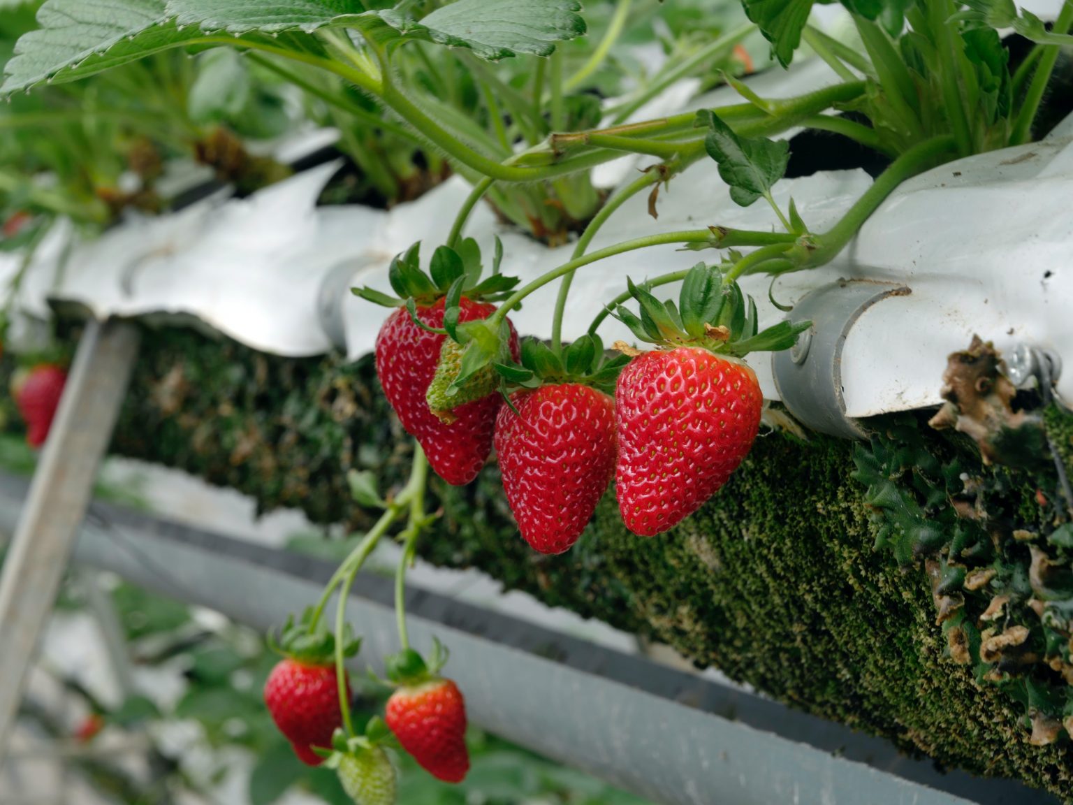 How to Grow Strawberries in Pots (Things You Need to Know) The Arches