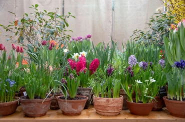 Tips For Planting Bulbs In Pots