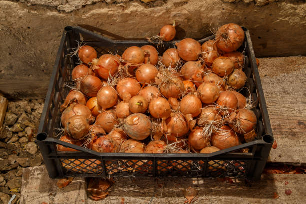 Tips for Maintaining Onion Storage Quality