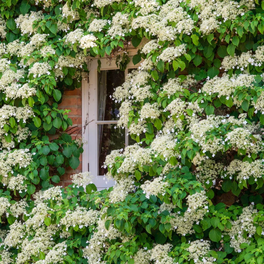 Tips for Planting Climbing Hydrangeas