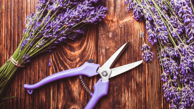 Tips for Pruning Lavender