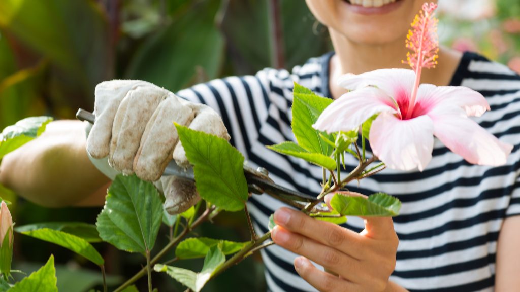 Tips for Pruning and Trimming Your Hibiscus Plant