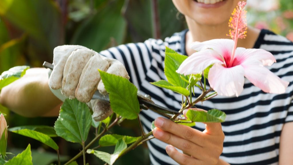 How to Grow & Care for Hibiscus Plants A StepbyStep Guide The Arches