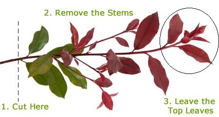 Tips for Taking Care of Photinia Red Robin Plant