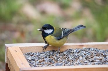 Tips to Attract Birds to Your Garden