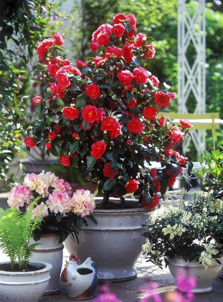 Tips to Grow Camellia in Pots