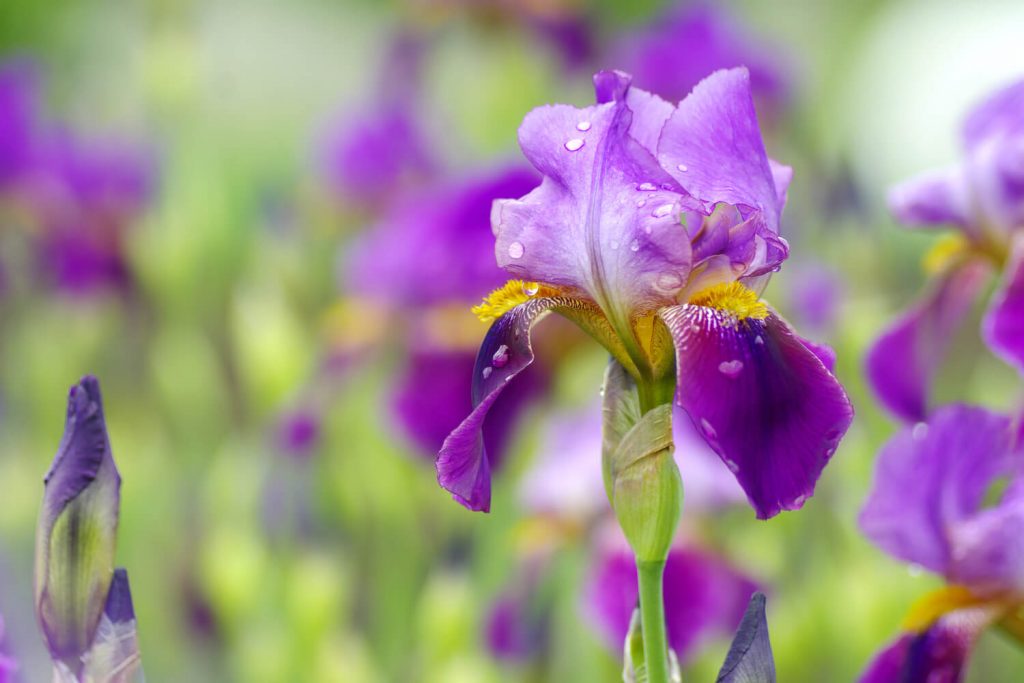 Tips to Plant Iris Bulbs Properly in Your Home