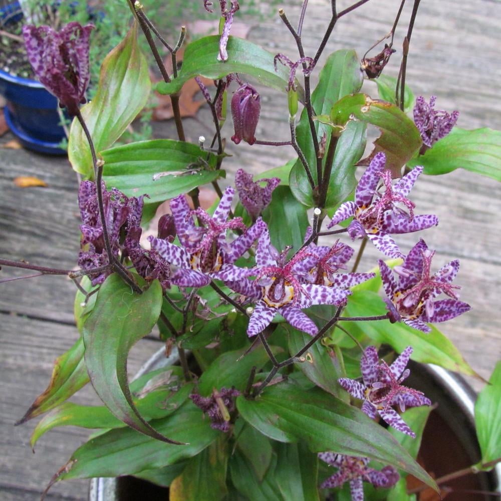 Toad Lily