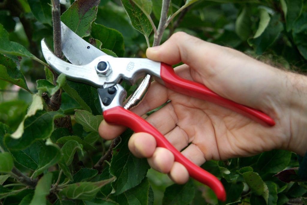 Tools Of The Trade Essential Pruning Equipment For Viburnum