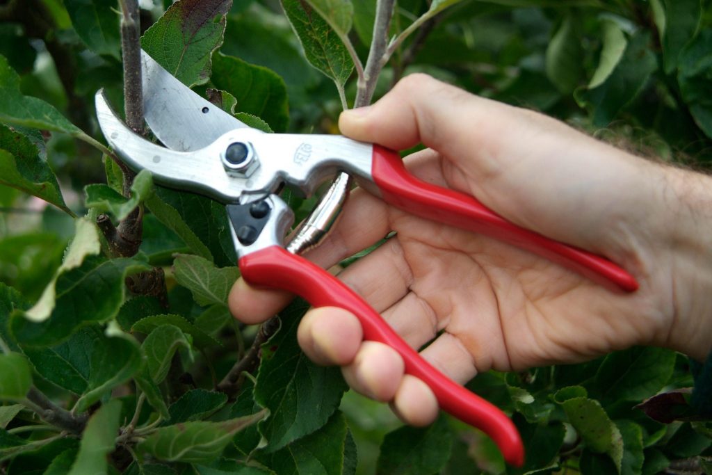Tools Of The Trade Essential Pruning Equipment For Viburnum