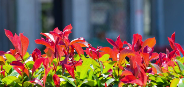 Top Benefits of Photinia Red Robin