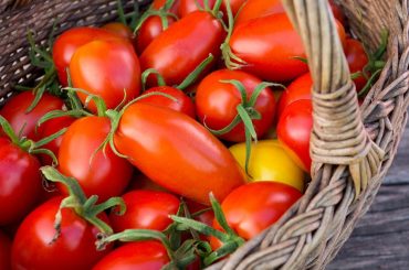 Top Reasons Your Tomato Flowers Are Not Setting Fruit