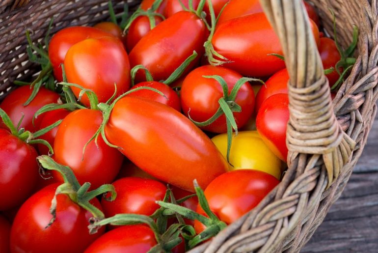 Top Reasons Your Tomato Flowers Are Not Setting Fruit