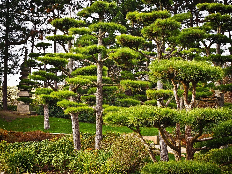Toxic Japanese Yew tree