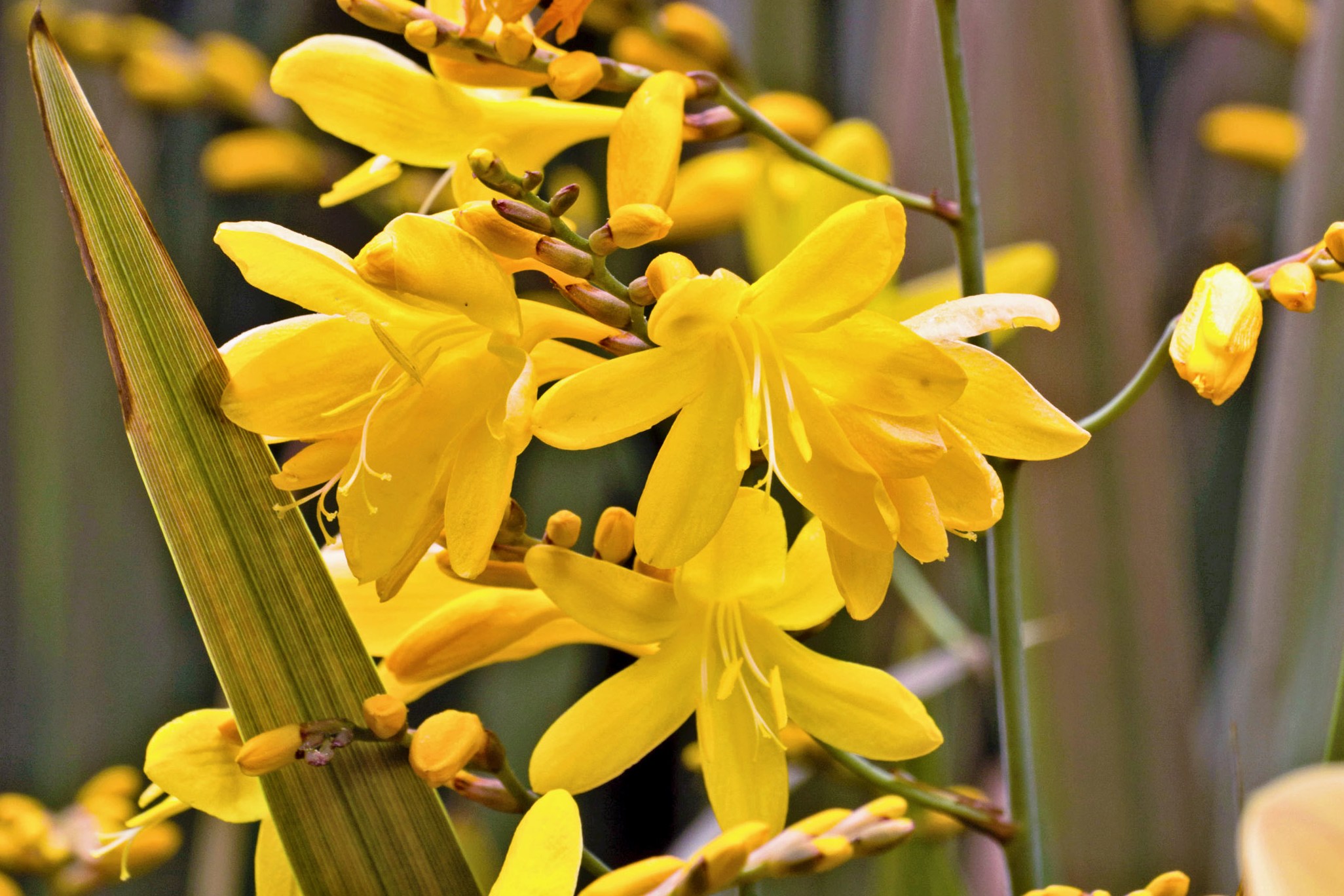 Is Crocosmia Poisonous To Dogs The Arches