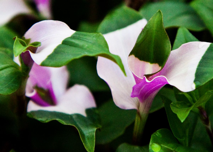 Tradescantia Fluminensis _Maiden's Blush_