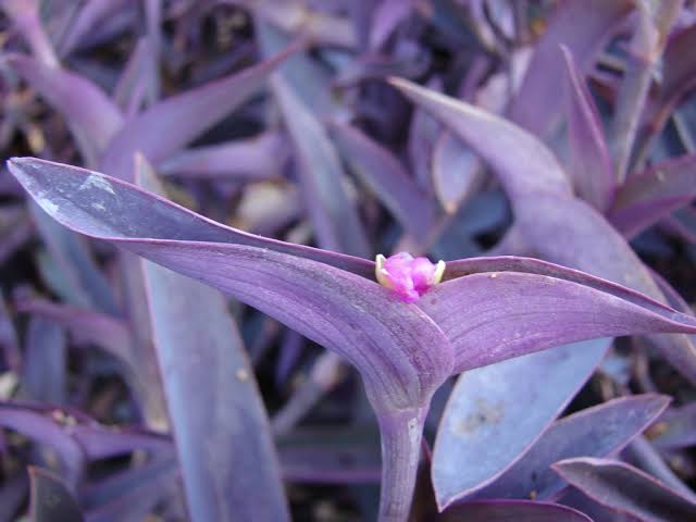 Tradescantia Pallida (Purple Spiderwort)