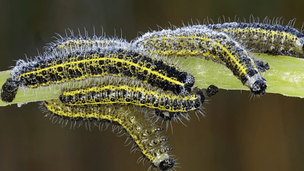 Transformation of Caterpillar Prolegs into Organs