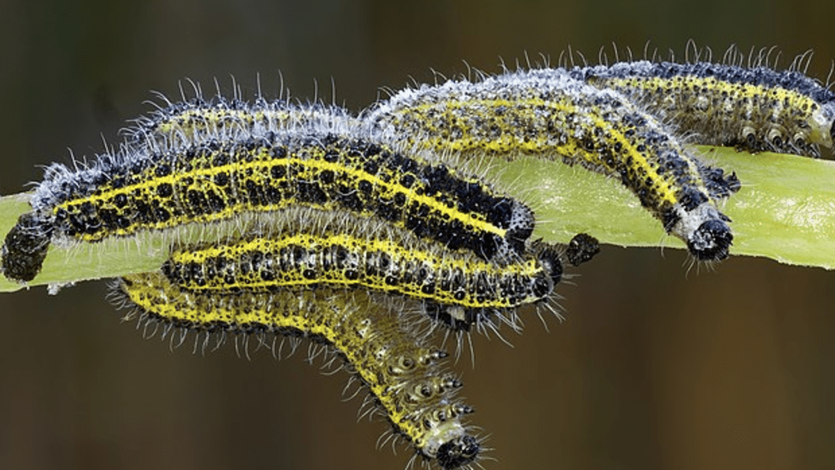 Fascinating Facts About Caterpillars' Legs The Arches