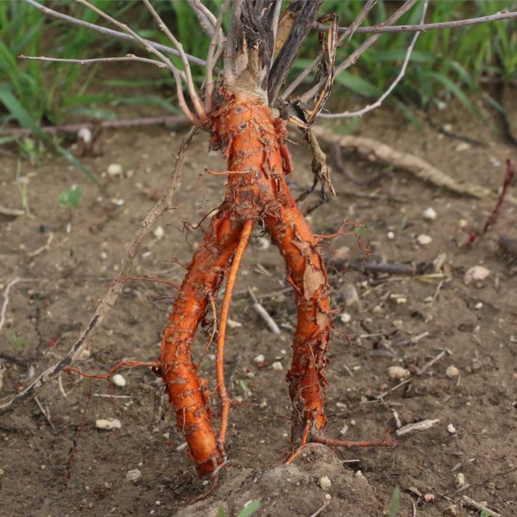Transplant Shock or Root Damage During Planting