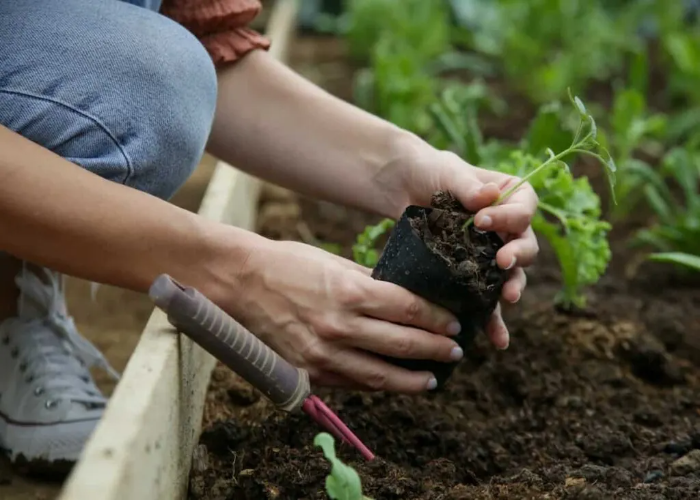 Transplant Your Seedlings Outdoors.jpg