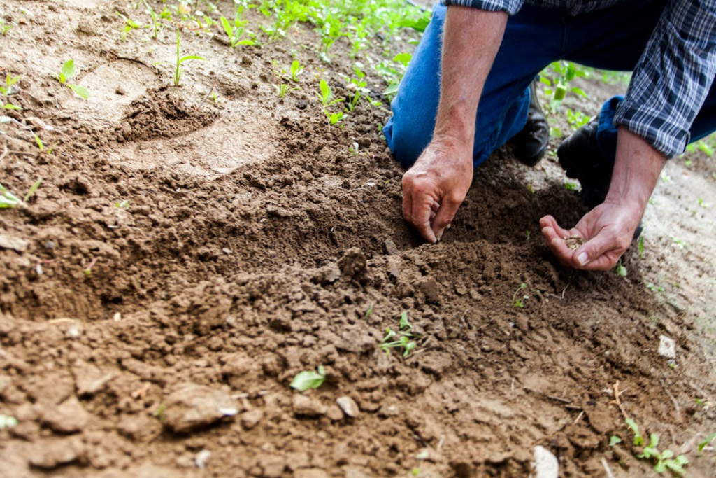 Transplanting Seedlings