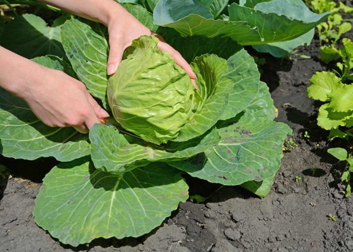 Transplanting of Spring Greens