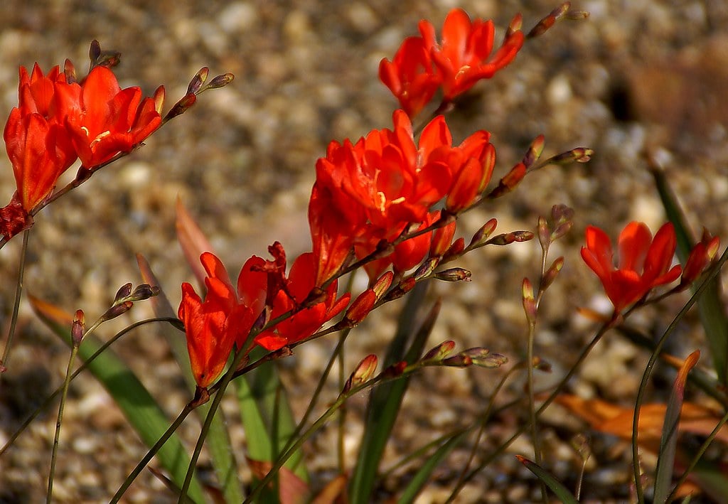 Tritonia crocata