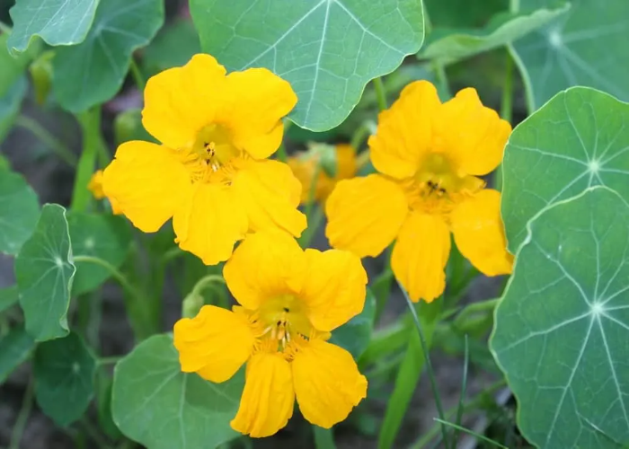 Tropaeolum Brachyceras