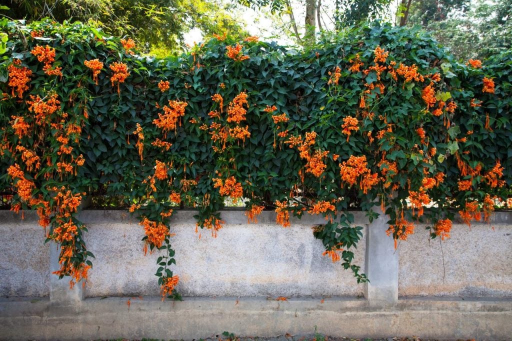 Trumpet Vine