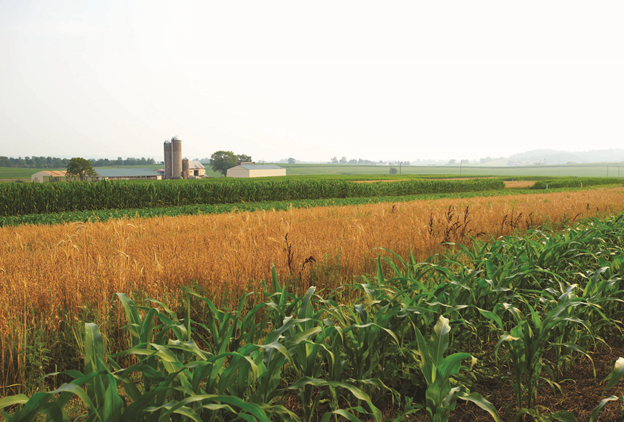 Try Crop Rotation and Companion Planting