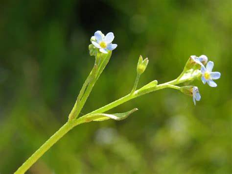 Tufted Forget-Me-Not