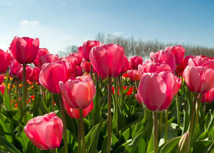 Tulips-