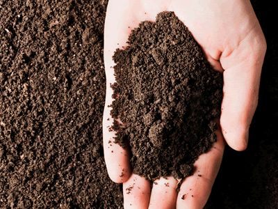 Type of Soil that Is Needed for Their Growth