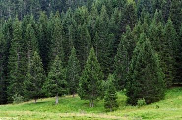 Types Of Coniferous Trees Commonly Grown