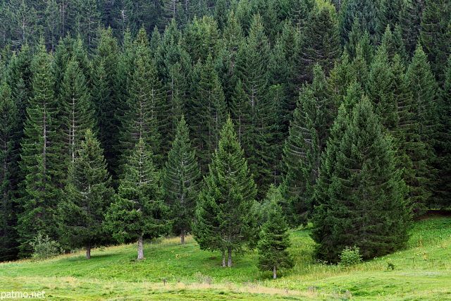 Types Of Coniferous Trees Commonly Grown