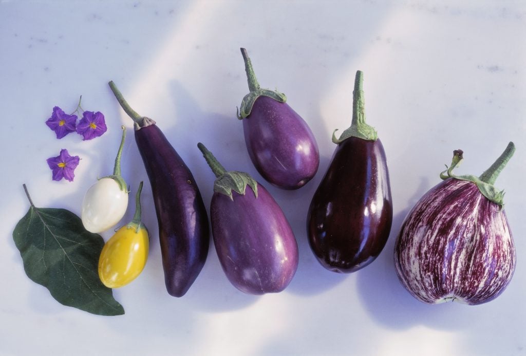 Types Of Eggplants That You Can Grow In Your Garden