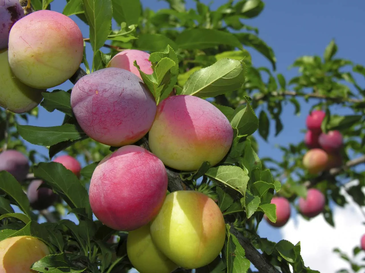 Types Of Plums To Grow In The UK