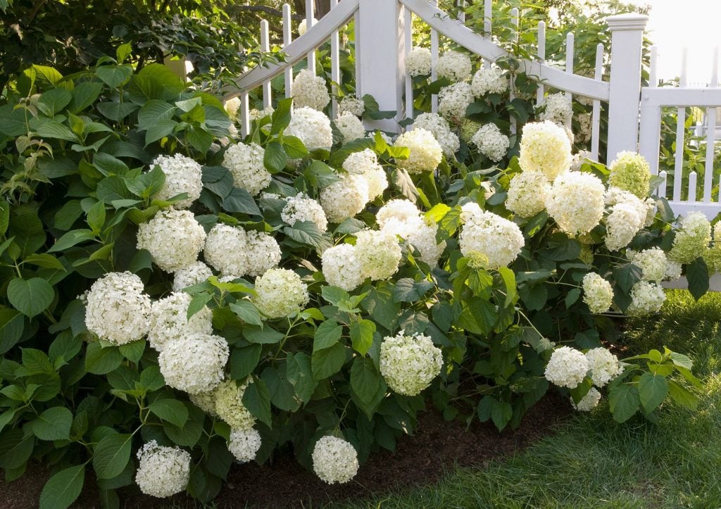 Types of Climbing Hydrangeas