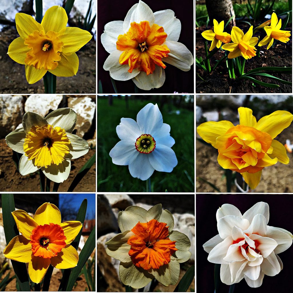 Types of Daffodils