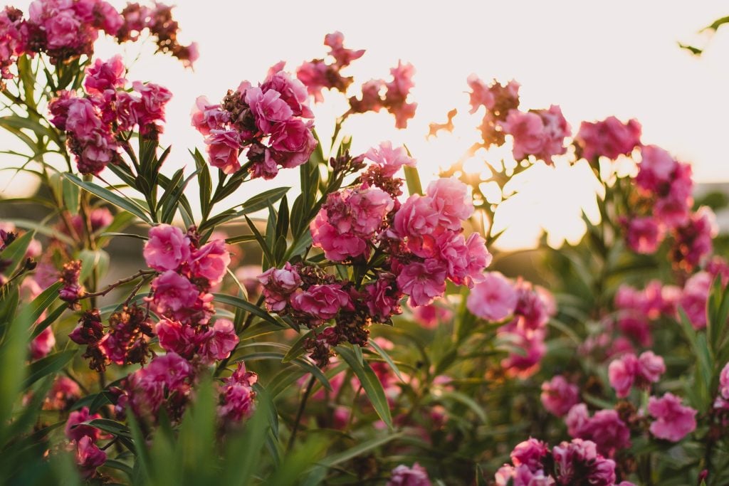 Types of Dianthus Pinks